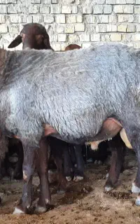 قوچ و بز نر