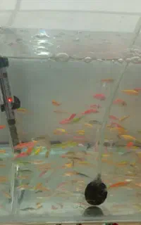 تعداد سی ماهی زبرا درشت