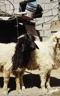 گوسفند بره