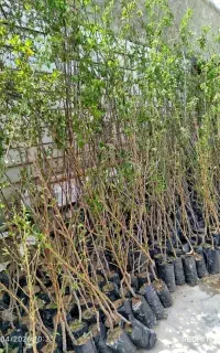 فروش نهال میوه