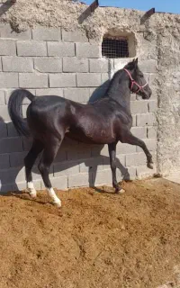 کره نر نوه چابک دولت اباد کره سهیل حیدر  کره یورش