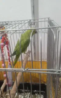 طوطی ملنگو آماده ماده