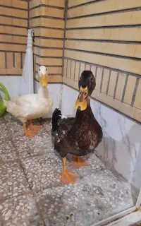 دوتا اردک ناز و بلا