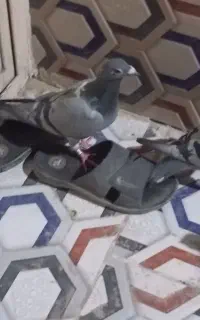 کبوتر گمشده