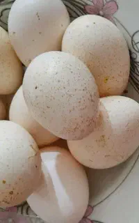 ده عدد تخم نطفه دار بوقلمون