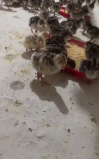 کارگر پرورش بوقلمون