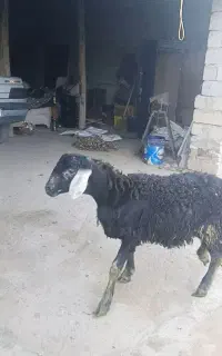 بره نر سیاه موفر