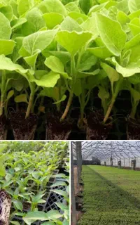 نشا ، نهال ، نشاء گوجه فلفل بادمجان