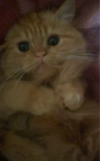 گربه اصیل همراه با شناسامه