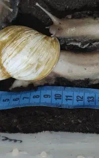 خاویار حلزون و حلزون