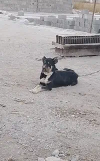 سگ سرابی