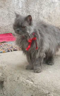 گربه پرشین توافقی قیمت مناسب معاوضه با پرنده