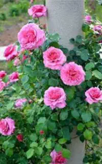 نیازمند نیروی کار