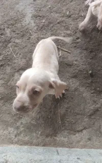 توله شکاری و سگ ماده پوینتر اصل