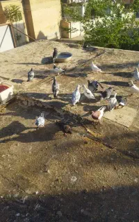کفترناموردورگ