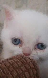 گربه اسکاتیش 2ماهه