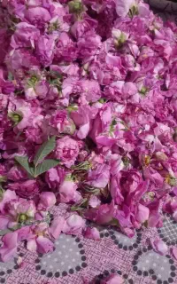 فروش گل محمدی تازه