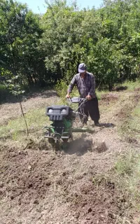 خدمات باغداری و درختکاری و پیوندباغات