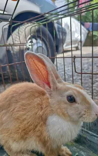 خرگوش با قفس