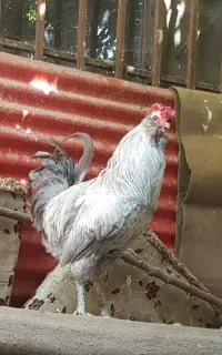 خروس گلین طوسی