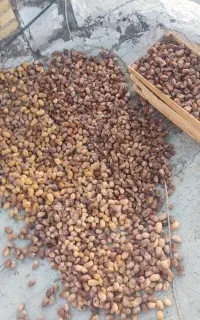 ضایعات خرما