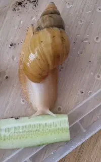 حلزون
