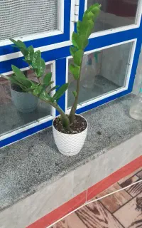 گل سرحال و شاداب