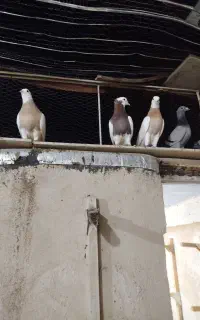 طوقی