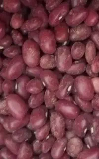 فروش لوبیا قرمز