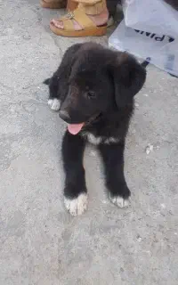 سگ توله قدرت جونی