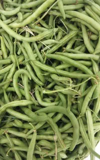 لوبیا سبز فروشی