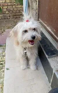 پت خونگی