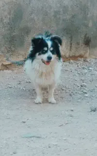 سگ‌پاپی‌‌پاکوتا‌