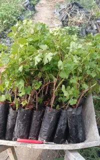 نهال انگور نهال بوته توت فرنگی