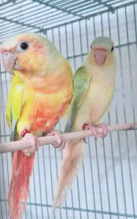 ردچیک .مونچیک