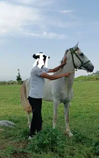 اسب‌ترکمن‌‌۳سال‌بسیار زیبا
