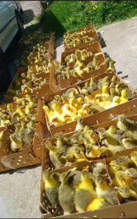 فروش ویژه جوجه در انواع نژاد