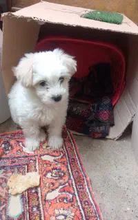 سگ آپارتمانی فروشی