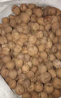 گردو تازه درجه یک کاغذی