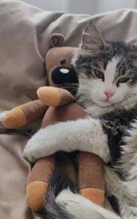 واگذاری گل پسر dlh