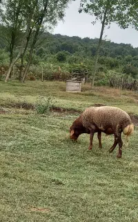 قوچ رمه