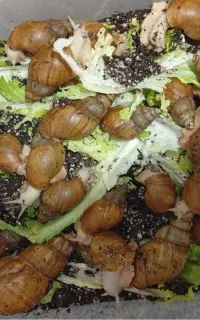 کسب درآمد از پرورش حلزون