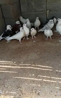 کبوتر