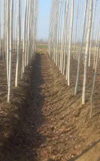 باغبانی هرس سم و کود دهی باغچه و باغ گاردن