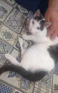 گربه تاکسیدو خانگی