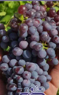 یاقوتی شیرین و درجه یک
