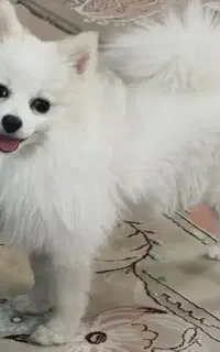 سگ پامر یا شیتزو نر