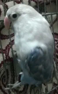 کوتوله رنگ خاص نیمه دستی