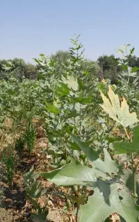 نهال چنار درخت درختچه قلمه کشاورزی