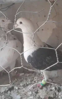 کبوتر